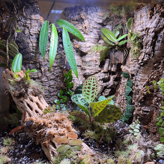 Elevate Your Indoor Oasis with Tropical Plants