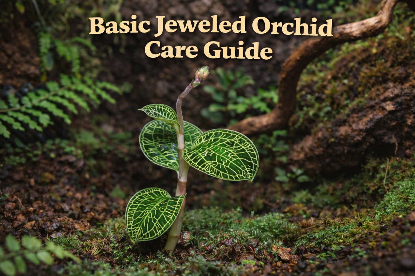 Basic Jeweled Orchid Care Guide