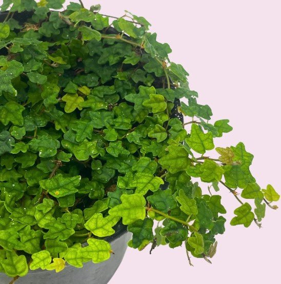 4" Full Pot of String of Frogs (Ficus Pumila Quercifolia) - Heart Leaf Tropicals