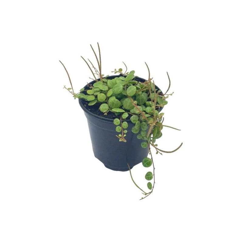 4" String of Turtles, Peperomia Prostrata - Heart Leaf Tropicals