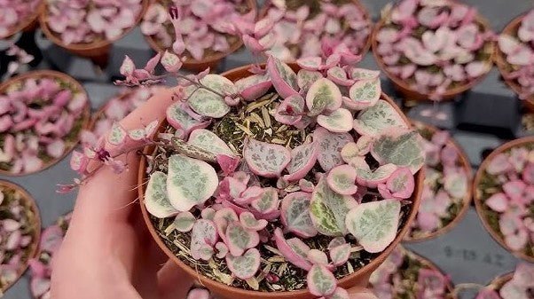 4" Variegated string of Hearts (Creopegia Woodii) - Heart Leaf Tropicals