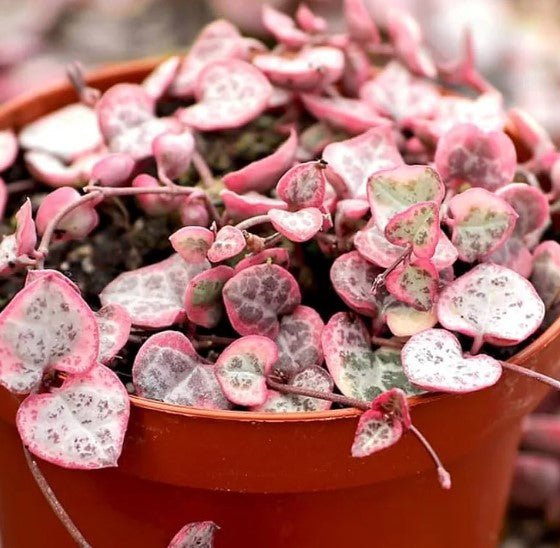 4" Variegated string of Hearts (Creopegia Woodii) - Heart Leaf Tropicals