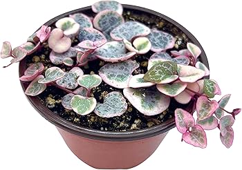 4" Variegated string of Hearts (Creopegia Woodii) - Heart Leaf Tropicals