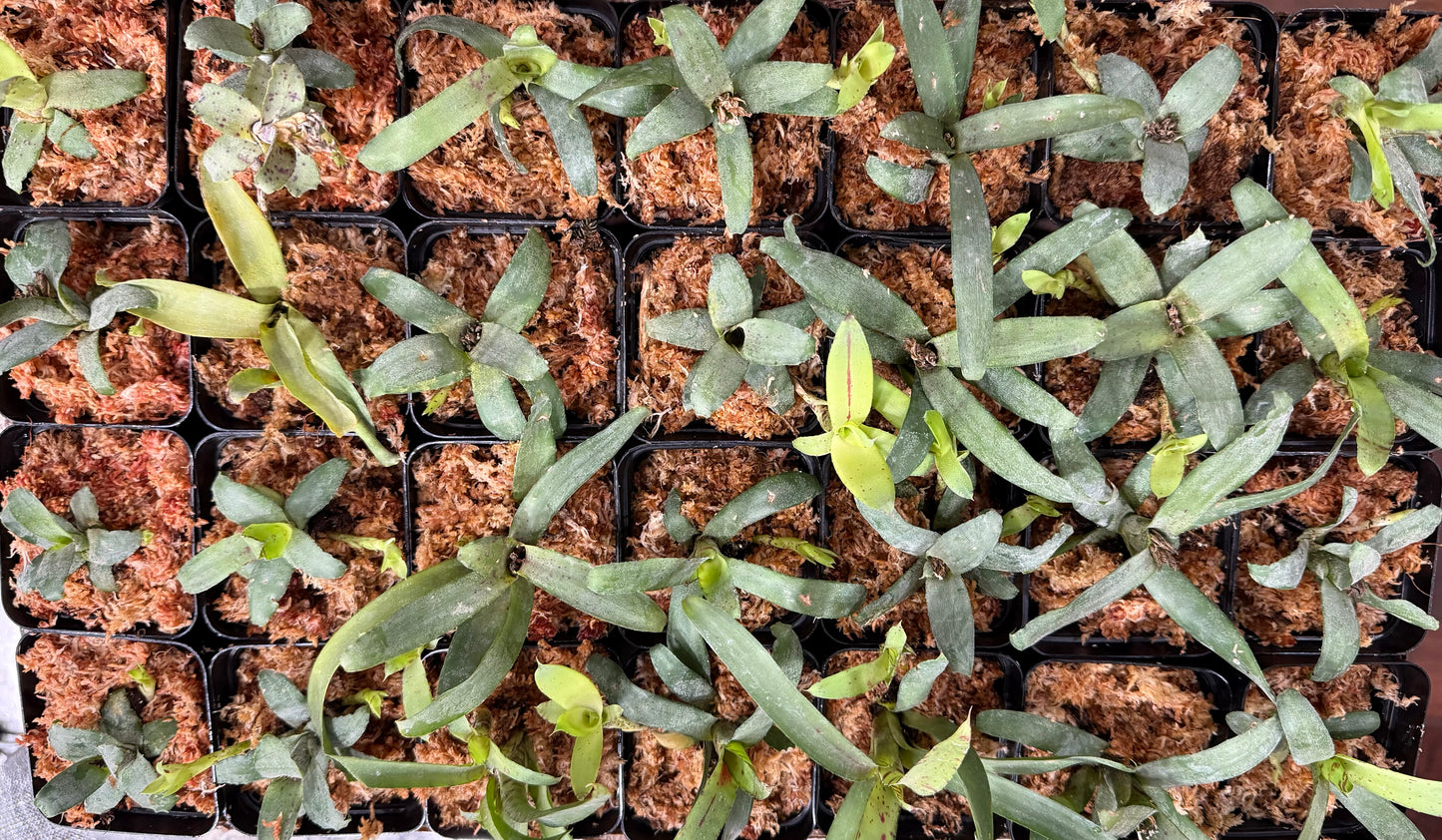3” Potted Neoregelia lilliputiana