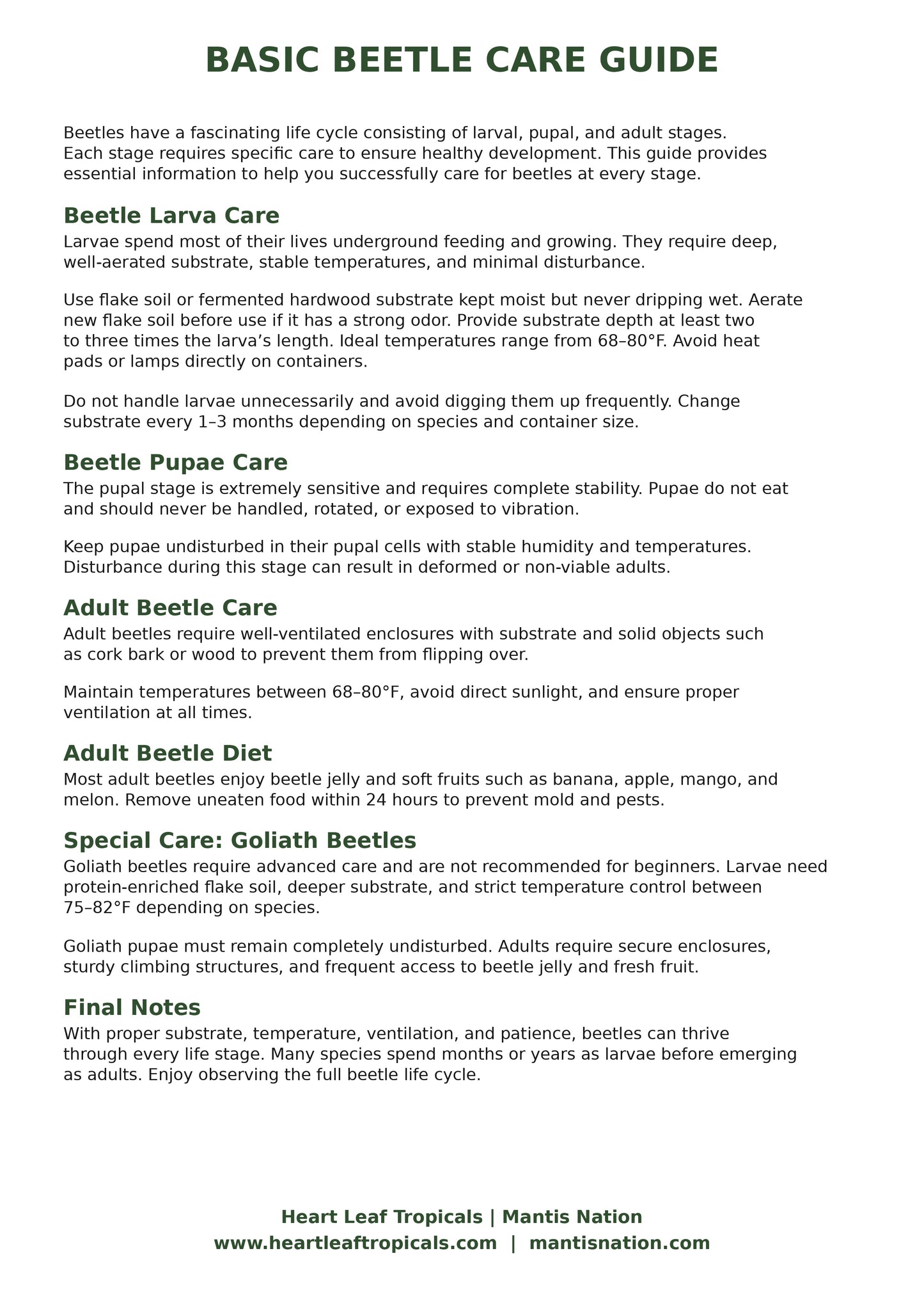 Basic Beetle Care Guide