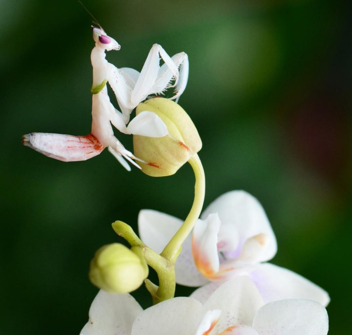 Orchid Mantis