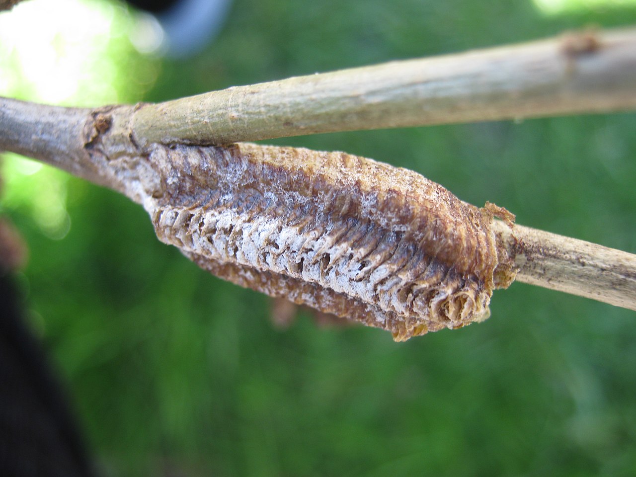 Carolina Mantis Ootheca Hatching & Care Guide