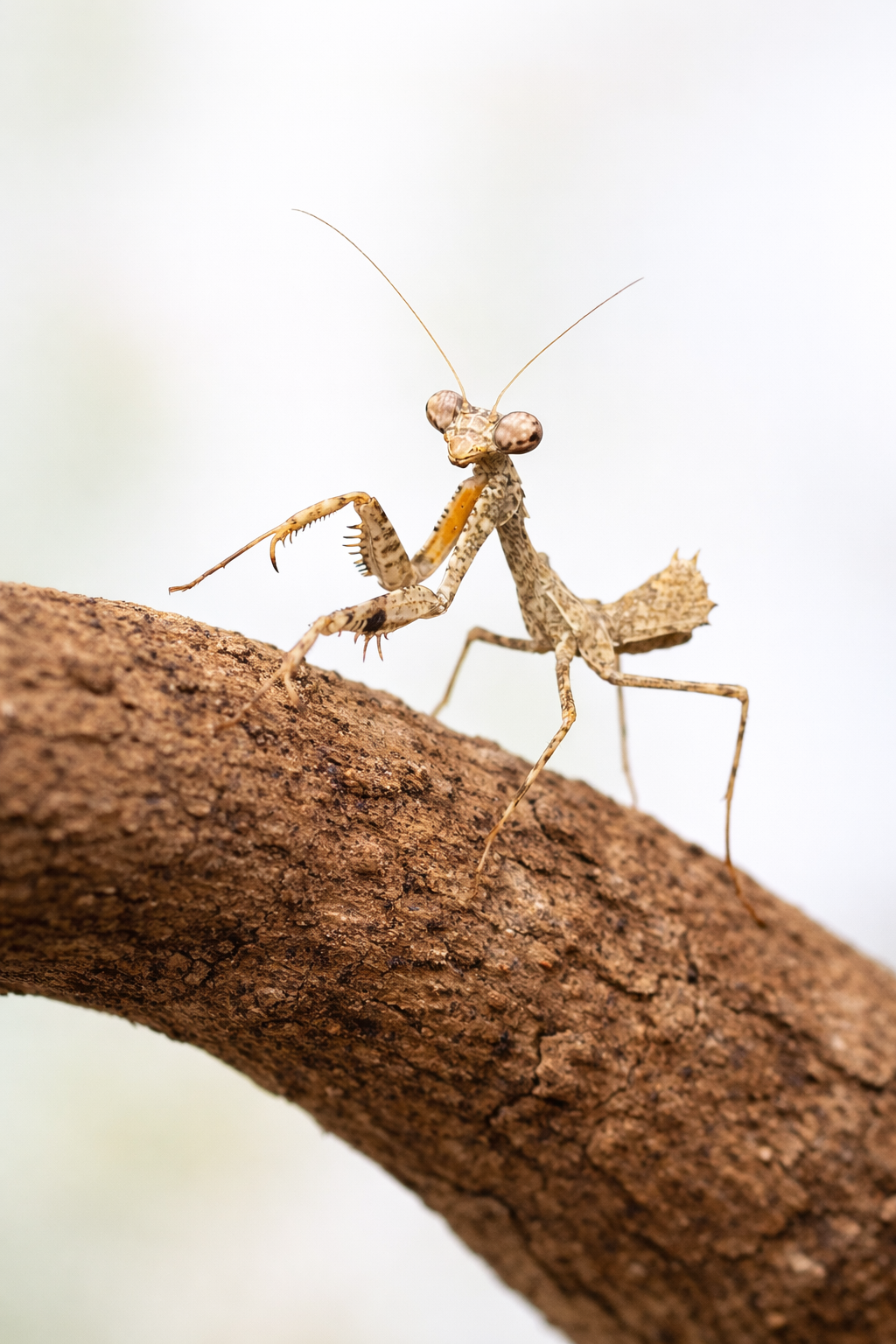 Asian Dead Leaf Mantis (Deroplatys Lobata) i3/i4