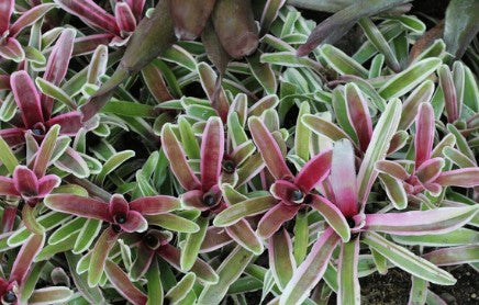 Neoregelia ‘Donger’ – Compact Bromeliad Fresh Cutting