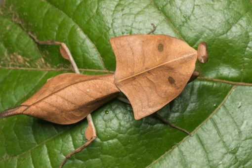 Deroplatys gorochovi - i2/i3