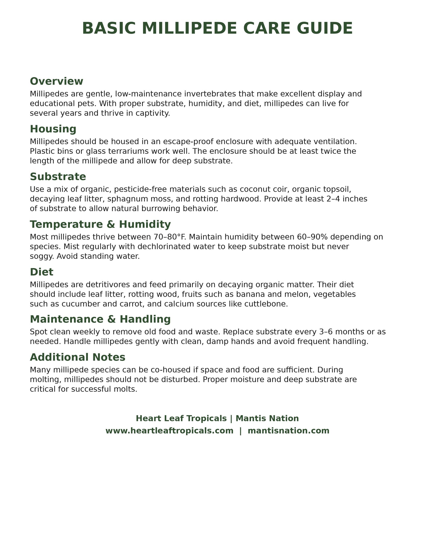 Basic Millepede Care Guide
