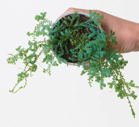 4" Potted Rainbow Moss Selaginella
