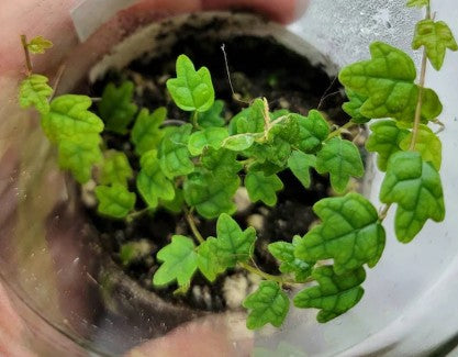 String of Frogs 1" Rooted Plug (Ficus Pumila Quercifolia)