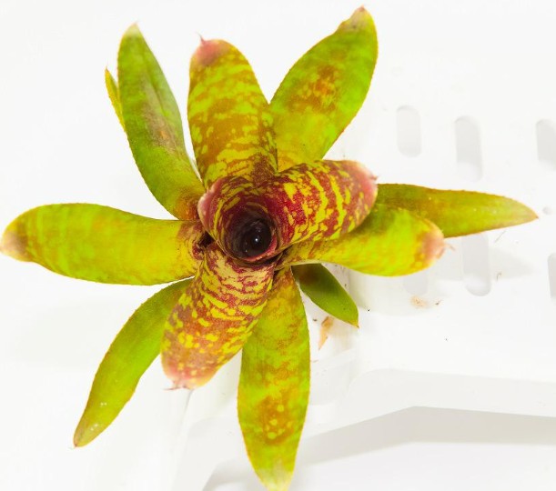 Neoregelia ‘Wild Tiger’ – Bromeliad - Fresh Cutting