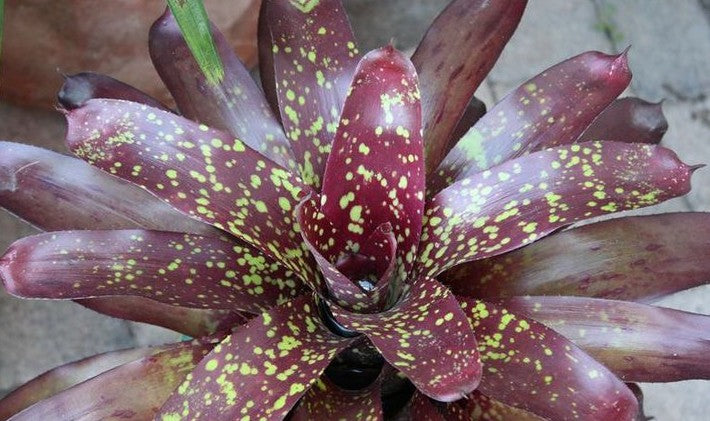 Neoregelia ‘Yellow Spot’ Bromeliad Fresh Cutting