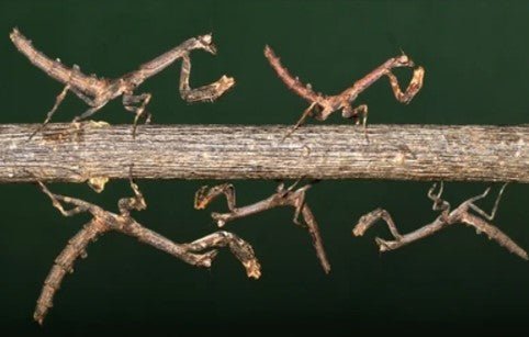 African Twig mantis (Popa Spurca) i2/i3 Nymph - Heart Leaf Tropicals