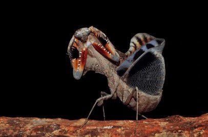 Asian Dead Leaf Mantis (Deroplatys Lobata) i2/i3 - Heart Leaf Tropicals