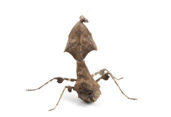 Asian Dead Leaf Mantis (Deroplatys Lobata) i2/i3 - Heart Leaf Tropicals