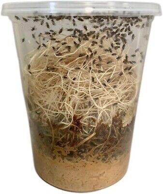 Drosophila Flightless Fruit Fly culture - Heart Leaf Tropicals