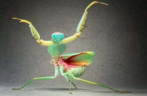 Rhombodera extensicollis – Wide Shield Mantis - i2/i3