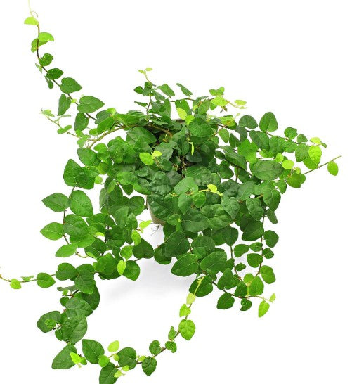 Ficus Pumila - 1 Rooted Plugs