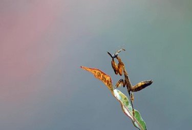 Ghost Mantis (Phyllocrania paradoxa) - i3/i4 - Heart Leaf Tropicals