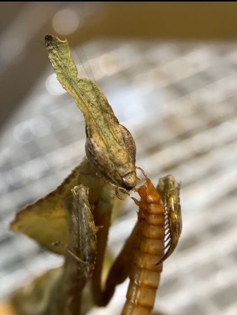 Ghost Mantis (Phyllocrania paradoxa) - i3/i4 - Heart Leaf Tropicals