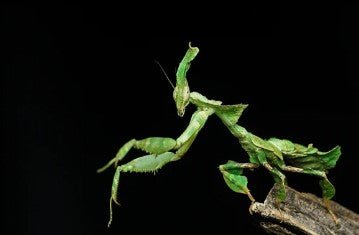 Ghost Mantis (Phyllocrania paradoxa) - i3/i4 - Heart Leaf Tropicals