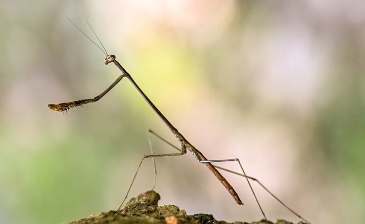 Giraffe Mantis (Euchomenella heteroptera) - i2/i3 - Heart Leaf Tropicals