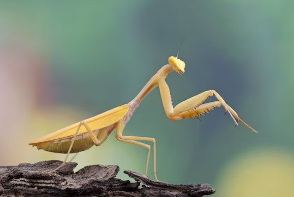 Hierodula sp. “Golden” – Golden Giant Asian Mantis i3/i4