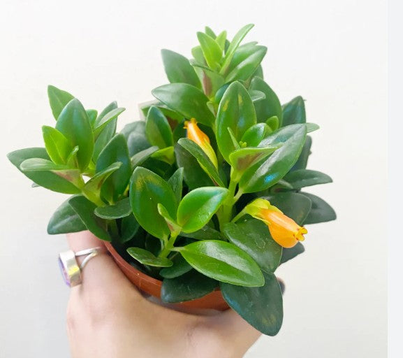 Goldfish Plant (Nematanthus gregarius) 3" Potted Plant