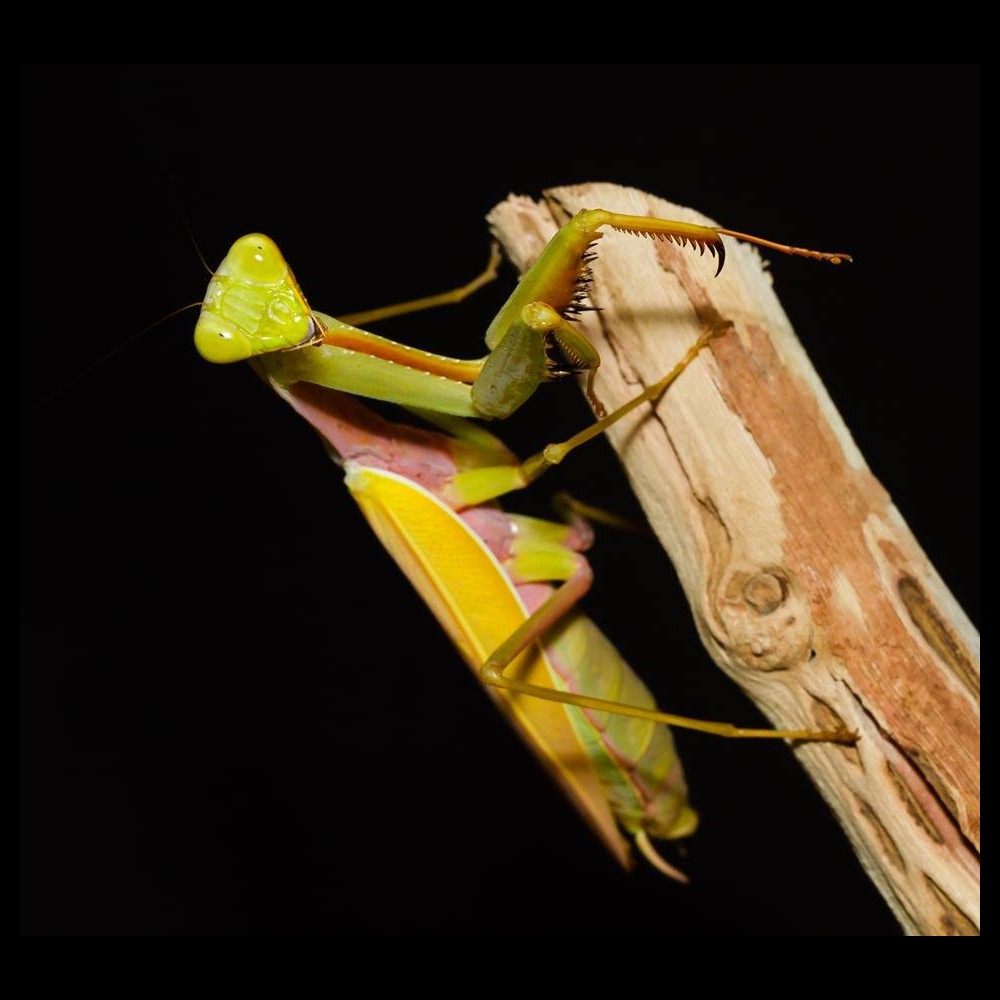 Hierodula sp. “Golden” – Golden Giant Asian Mantis i3/i4