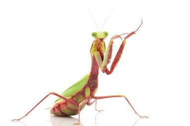 Hierodula majuscula - Giant Australian Rainforest mantis - i2 Nymph - Heart Leaf Tropicals