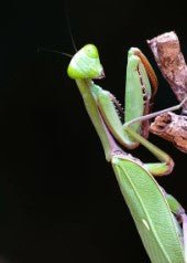 Hierodula majuscula - Giant Australian Rainforest mantis - i2 Nymph - Heart Leaf Tropicals