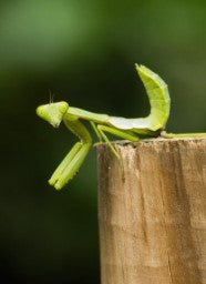 Hierodula majuscula - Giant Australian Rainforest mantis - i2 Nymph - Heart Leaf Tropicals