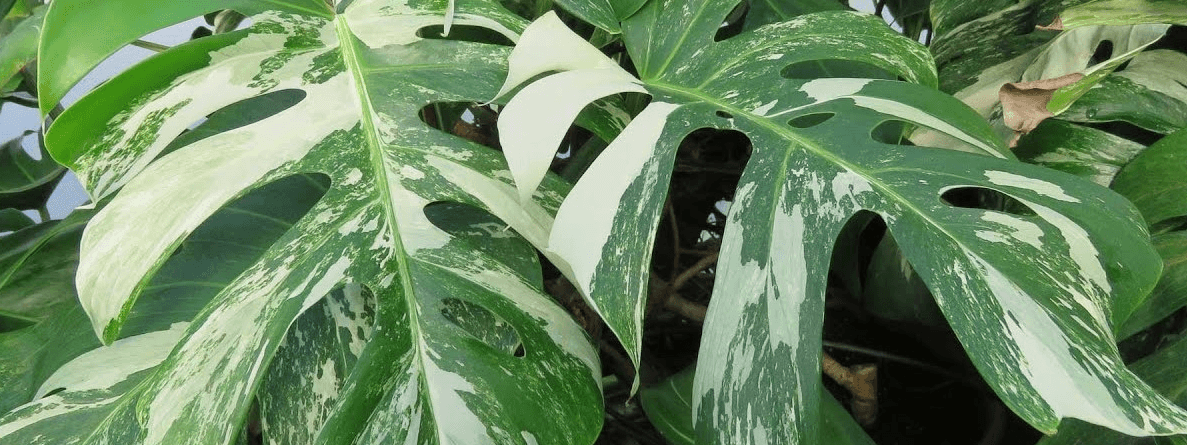 Heart Leaf Tropicals