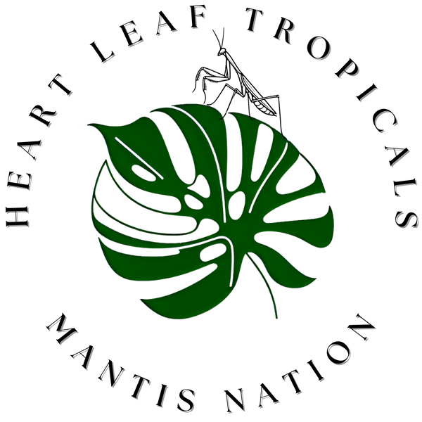 Heart Leaf Tropicals