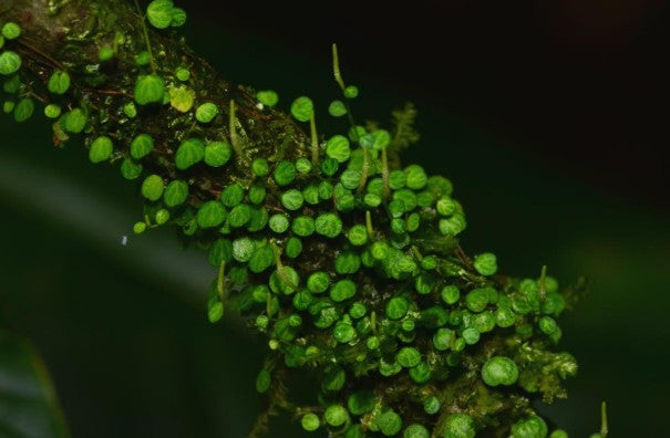 Peperomia emarginella ‘Ecuador’ – Miniature Trailing Peperomia (Tiny Turtles) 3" pot