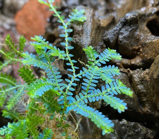 Rainbow Moss Selaginella Rooted Cuttings - Heart Leaf Tropicals
