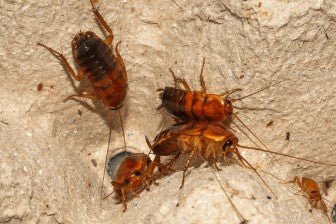 Red Runner Roaches - 50 count - Heart Leaf Tropicals
