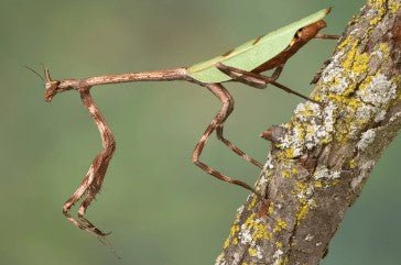 Texas Unicorn Mantis (Pseudovates Clorophaea) - i2/i3 - Heart Leaf Tropicals