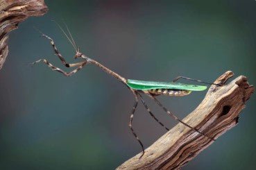 Texas Unicorn Mantis (Pseudovates Clorophaea) - i2/i3 - Heart Leaf Tropicals