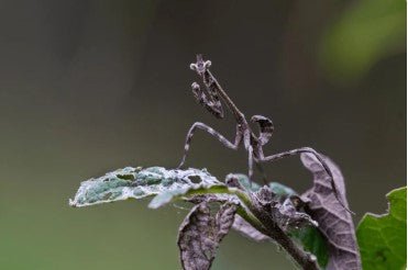 Texas Unicorn Mantis (Pseudovates Clorophaea) - i2/i3 - Heart Leaf Tropicals