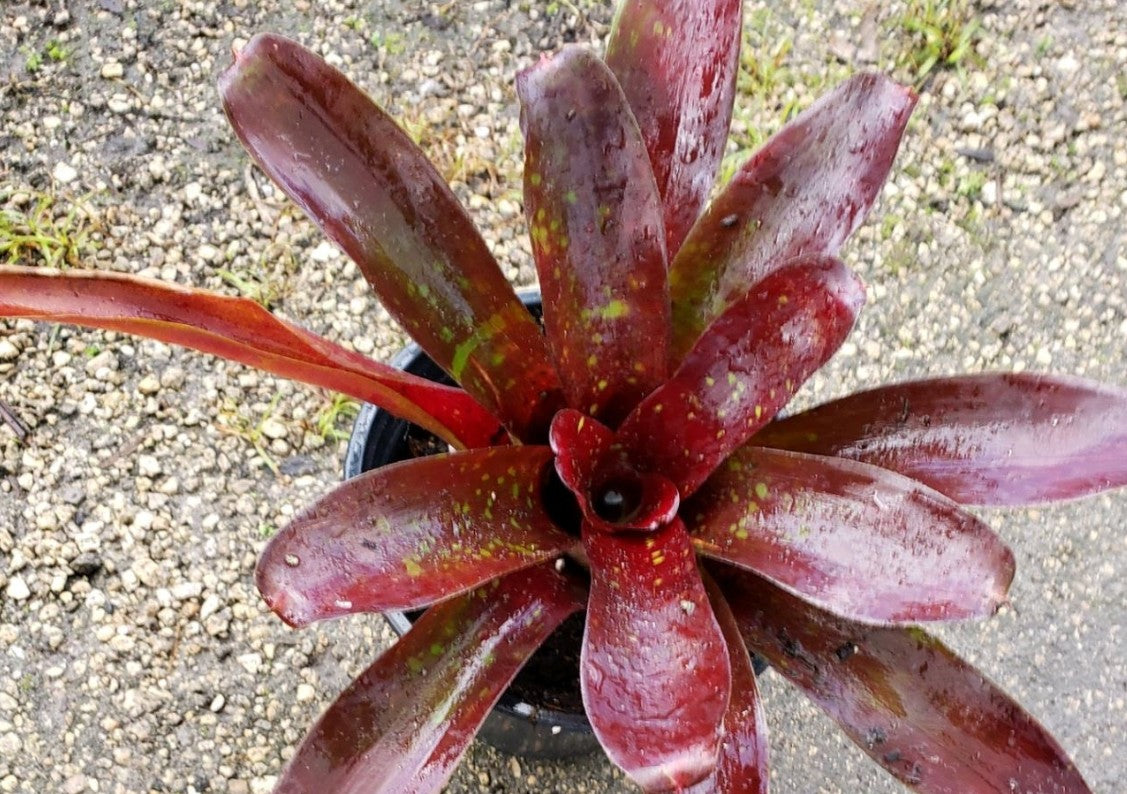 Neoregelia ‘Yellow Spot’ Bromeliad Fresh Cutting