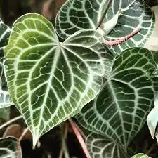 Heart Leaf Tropicals