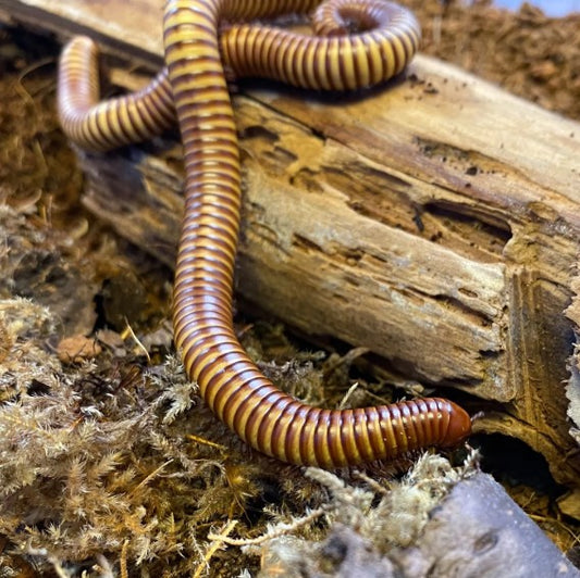 The Desert Millipede (Orthoporus ornatus)