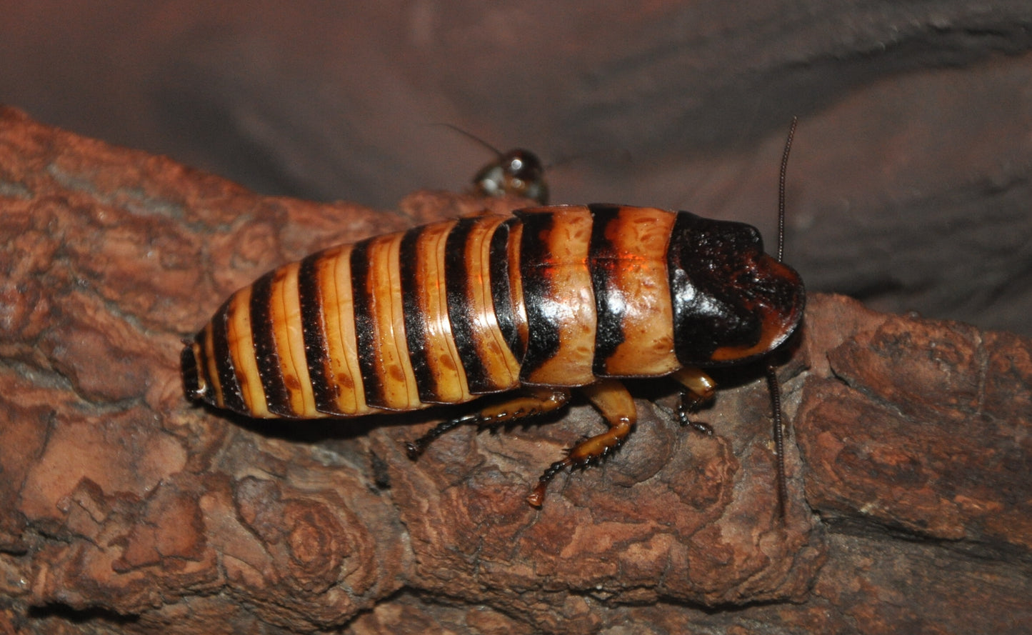 The Halloween Hissing Cockroach (Elliptorhina javanica)