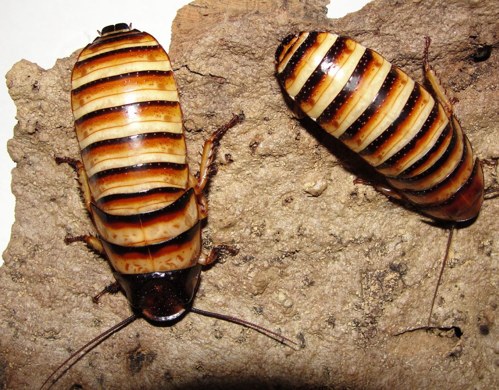 The Halloween Hissing Cockroach (Elliptorhina javanica)