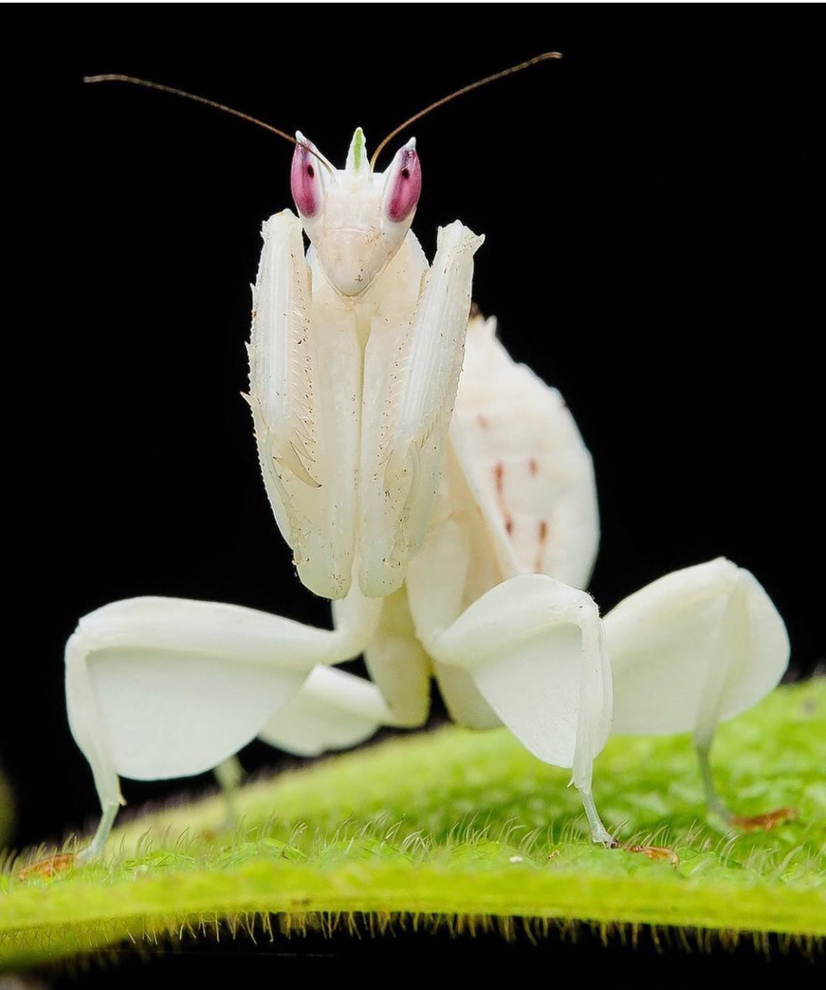 Orchid Mantis Hymenopus Coronatus I2 i3 Heart Leaf Tropicals orchid-mantis-hymenopus-coronatus-i2-i3-heart-leaf-tropicals
