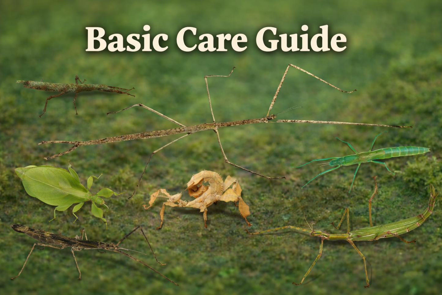 Stick and Leaf Insect Care Guide